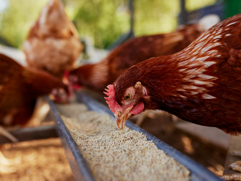 huevos y futbolistas