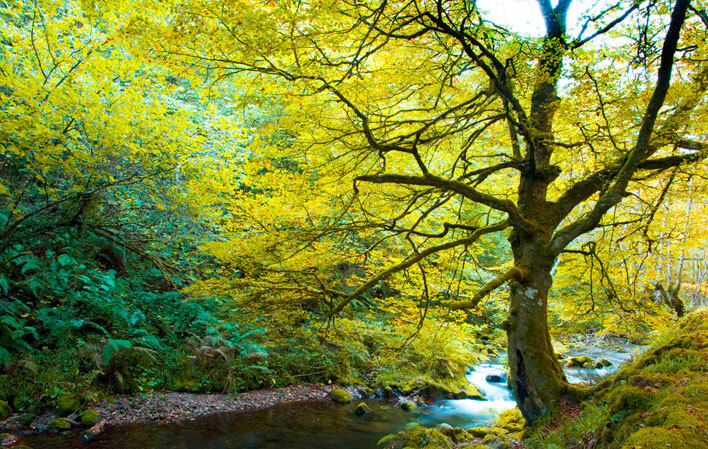 3 bosques para admirar los colores del otoño: Muniellos