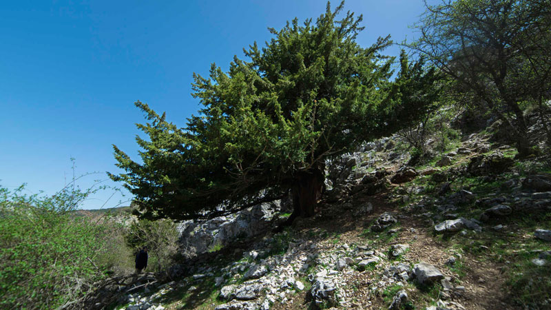 1. Visita el árbol más antiguo de España