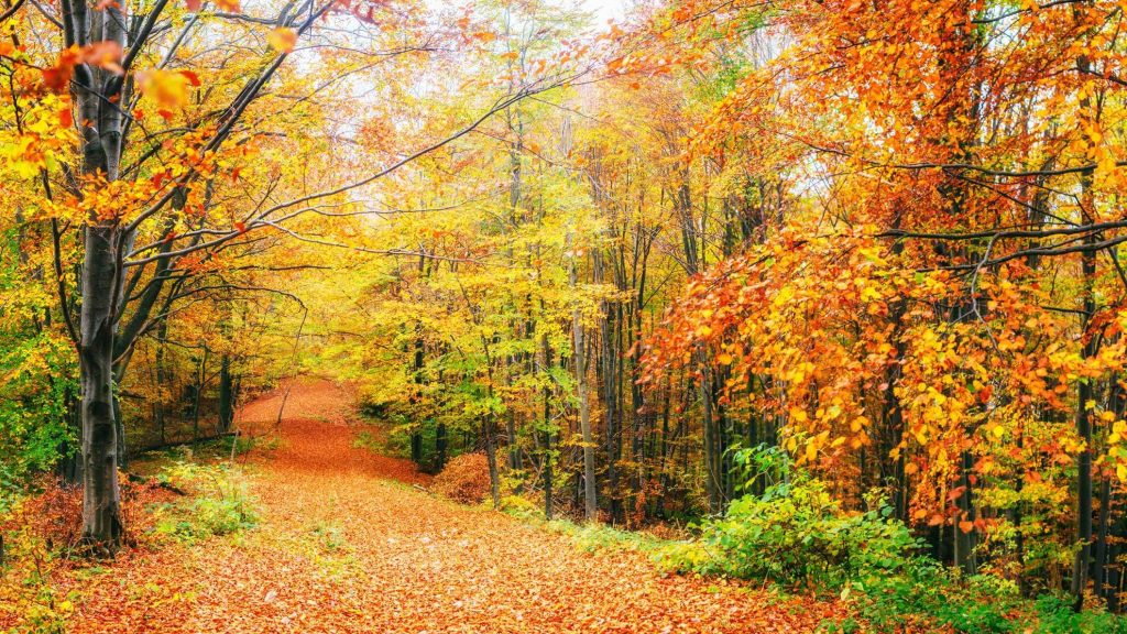 3 bosques para admirar los colores del otoño