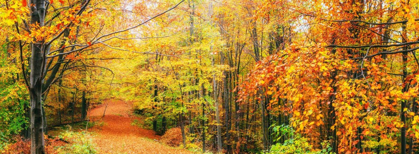 3 bosques para admirar los colores del otoño