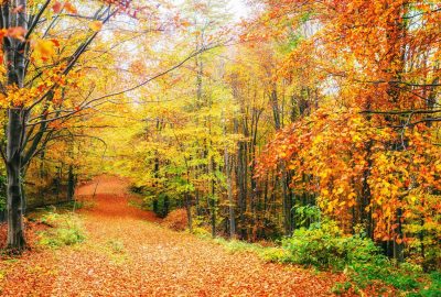 3 bosques para admirar los colores del otoño