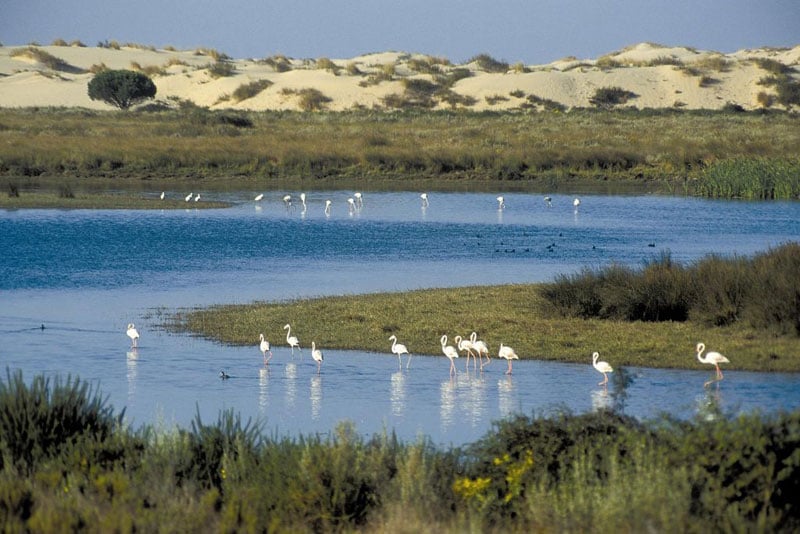 Birdwatching en Doñana