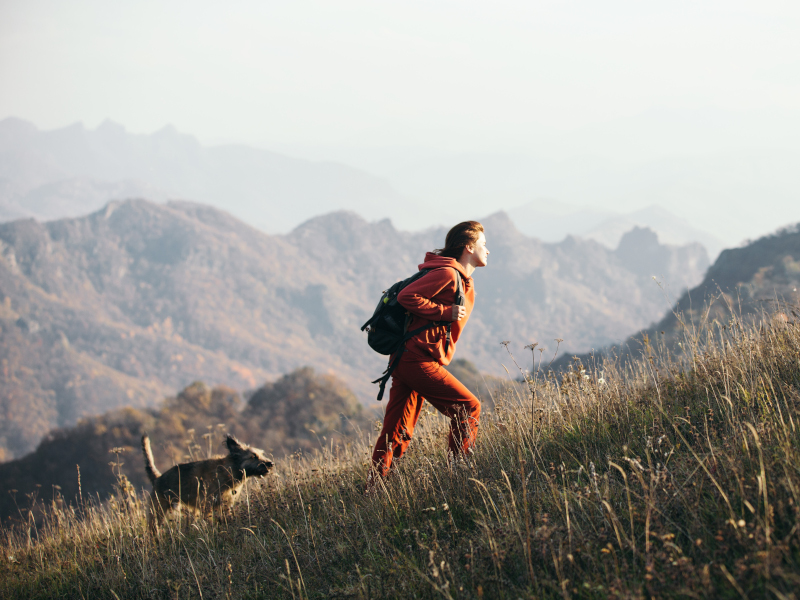 animales en la montaña