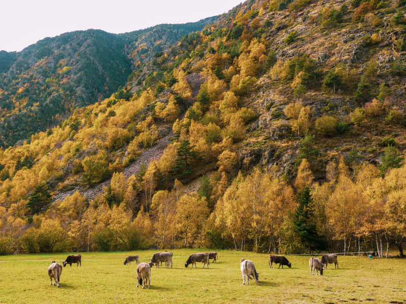 animales en la montaña