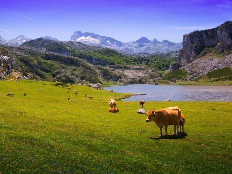 animales en la montaña