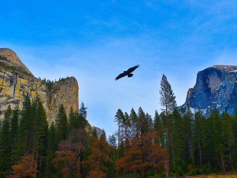 animales en la montaña