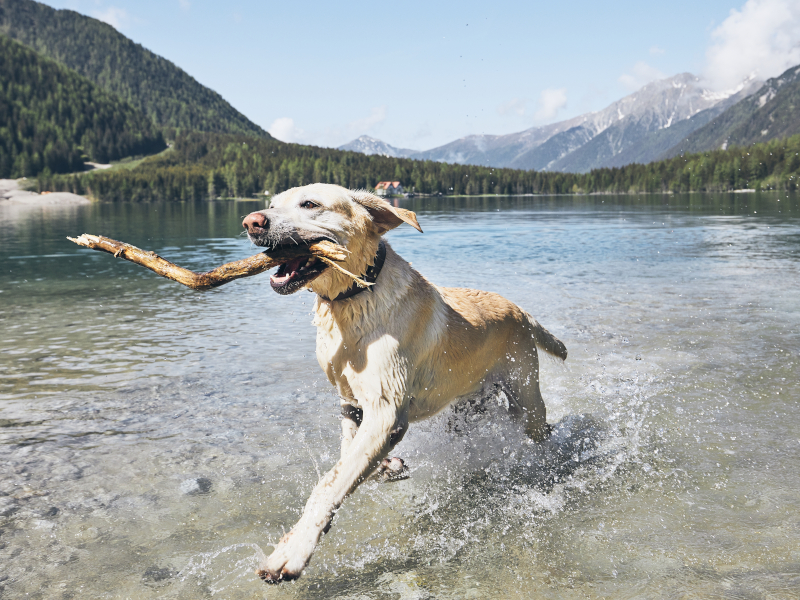 animales en la montaña