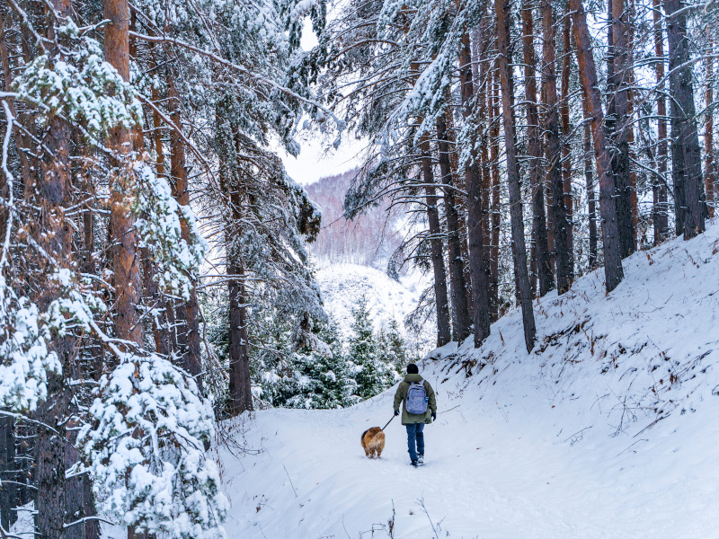 animales en la montaña