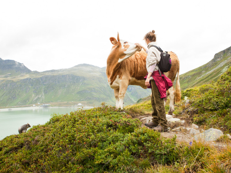 animales en la montaña