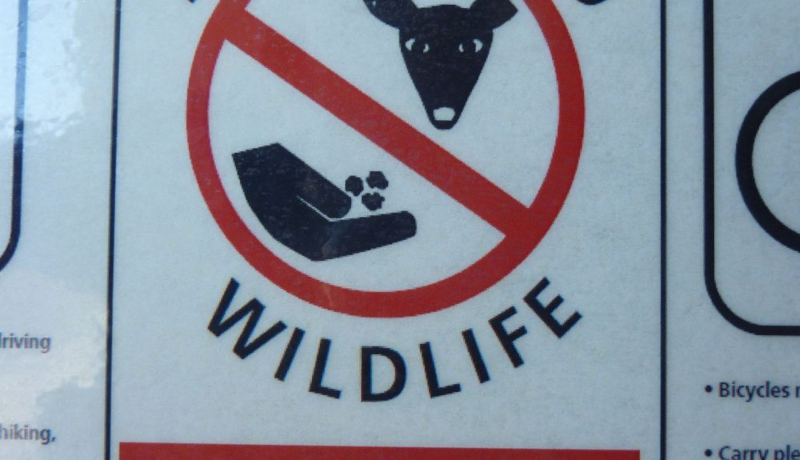 animales en la montaña