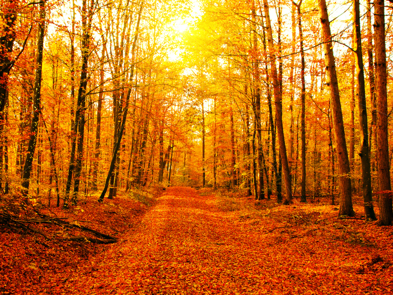 Planes de naturaleza para el otoño