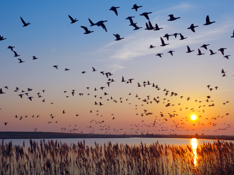 Planes de naturaleza para el otoño