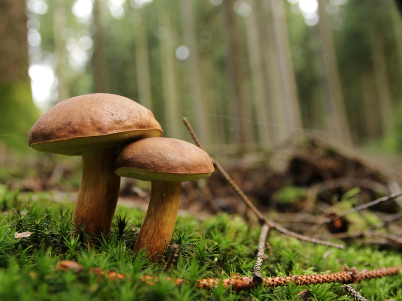Planes de naturaleza para el otoño
