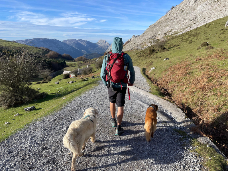 adidas Terrex Skychaser Ax5 GTX