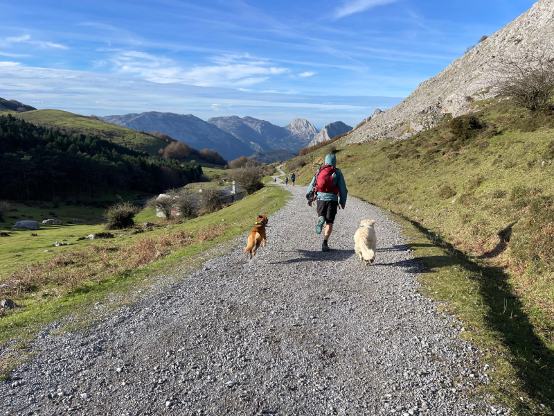 adidas Terrex Skychaser Ax5 GTX