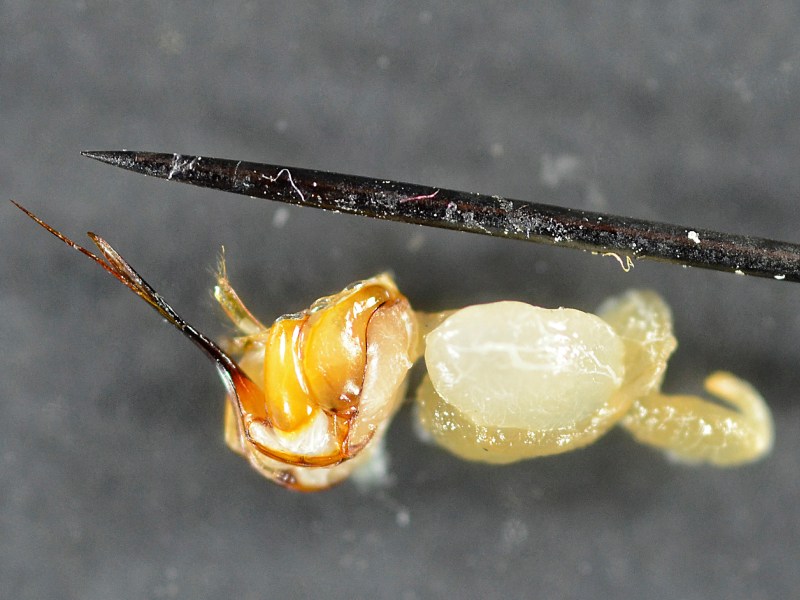 Evitar picaduras de insectos