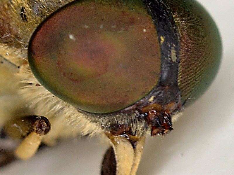 Evitar picaduras de insectos