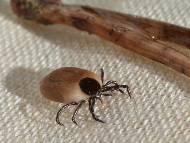 Evitar picaduras de insectos