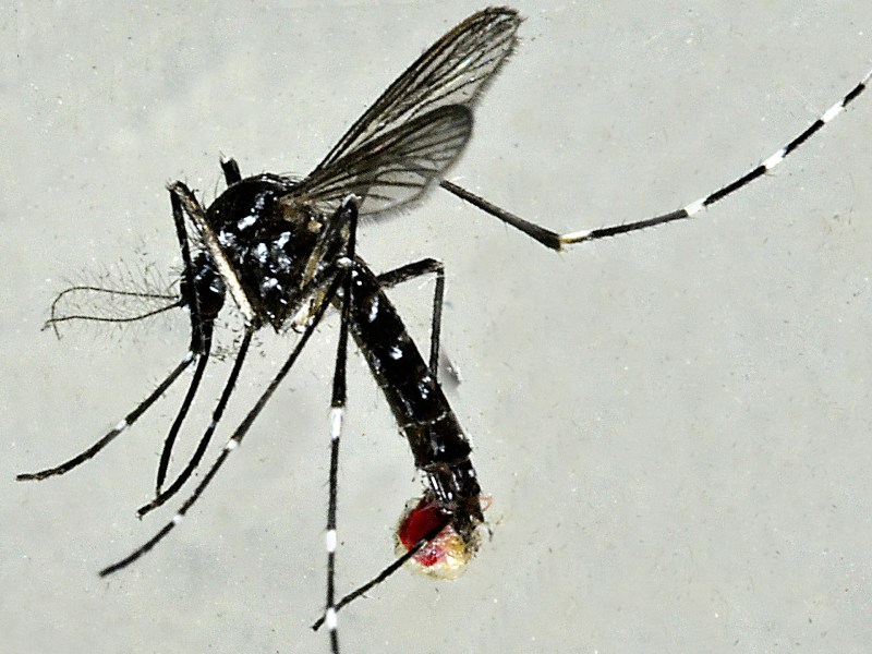 Evitar picaduras de insectos