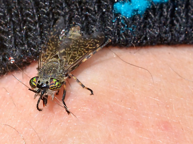 Evitar picaduras de insectos