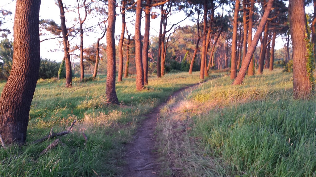 sendero por un bosque